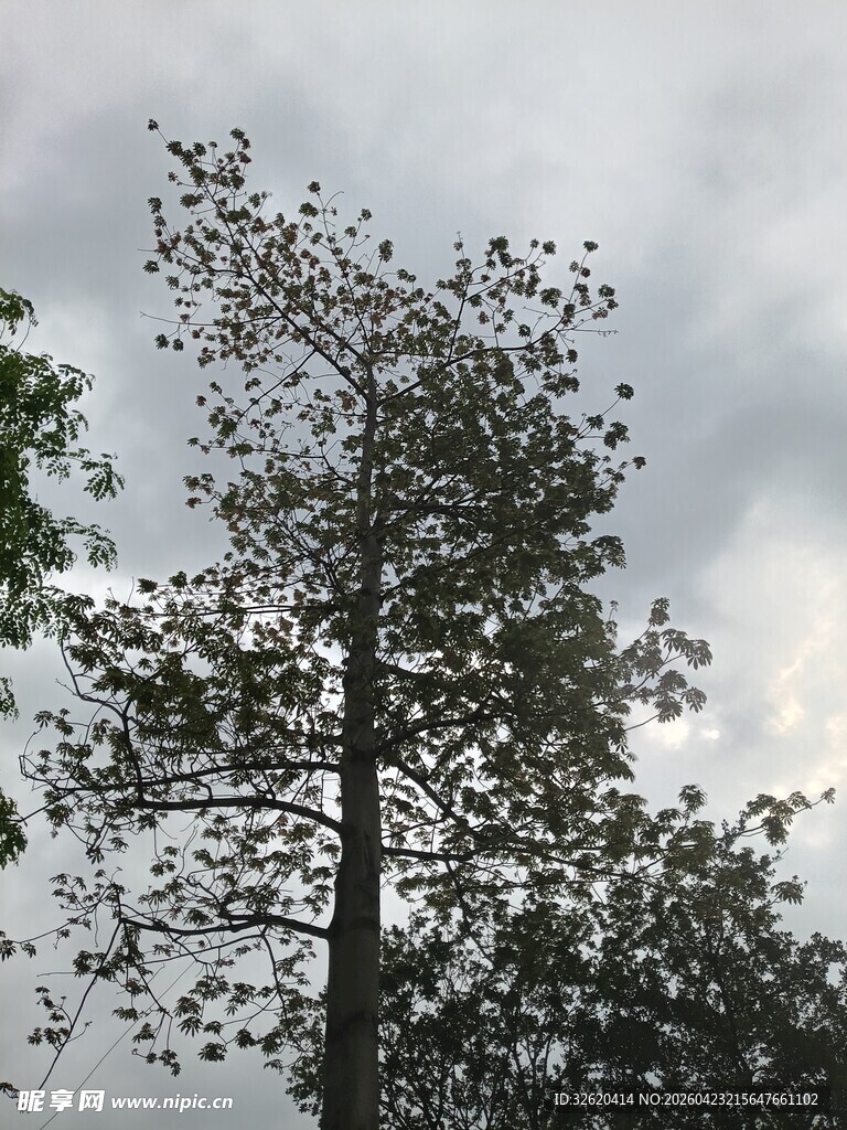 天空下的挺拔树木