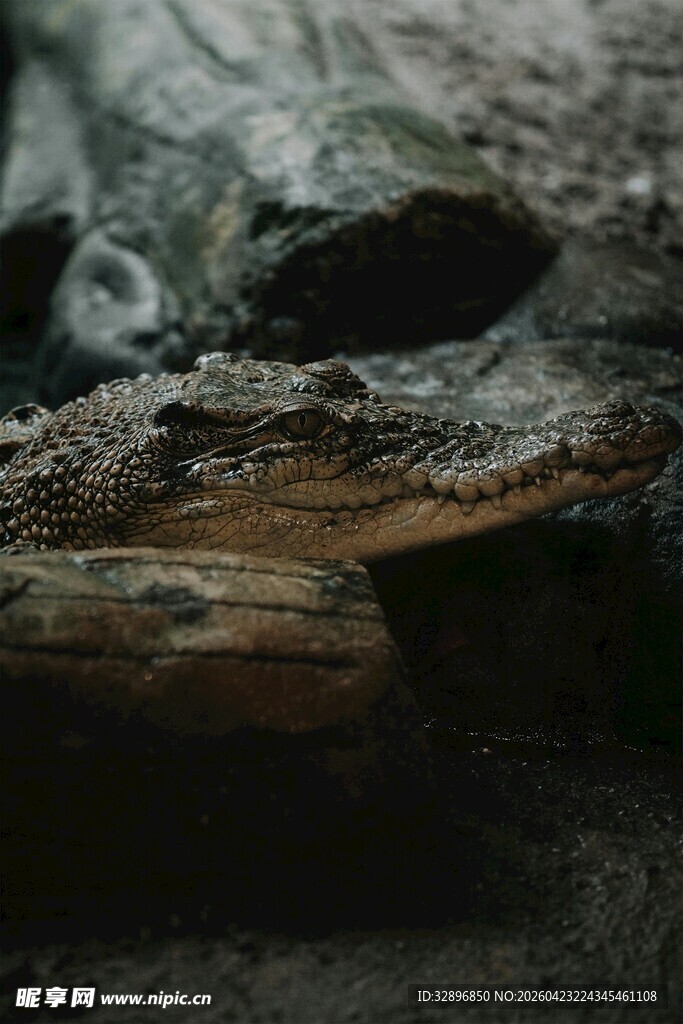 神秘鳄鱼特写