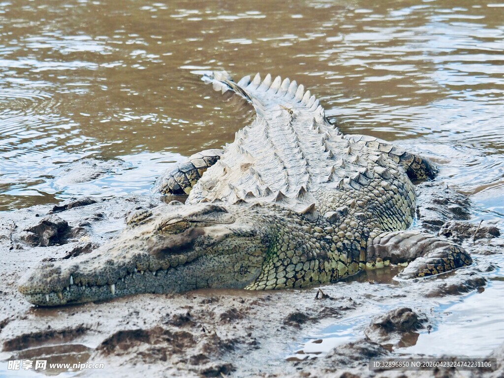 鳄鱼于水边泥地露出背部