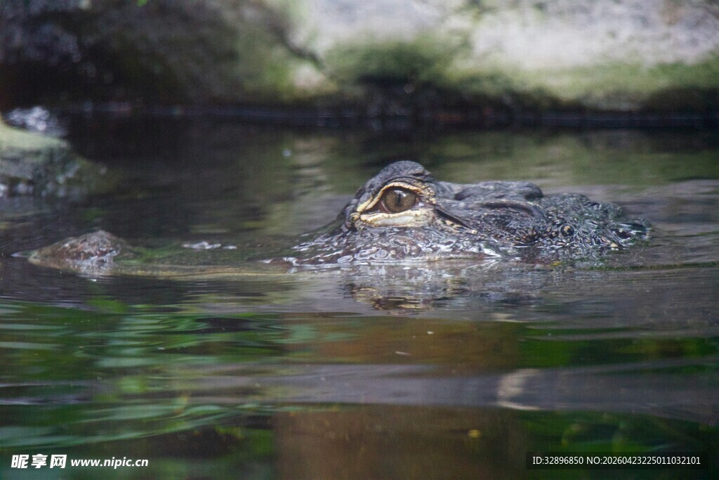 水中鳄鱼露头