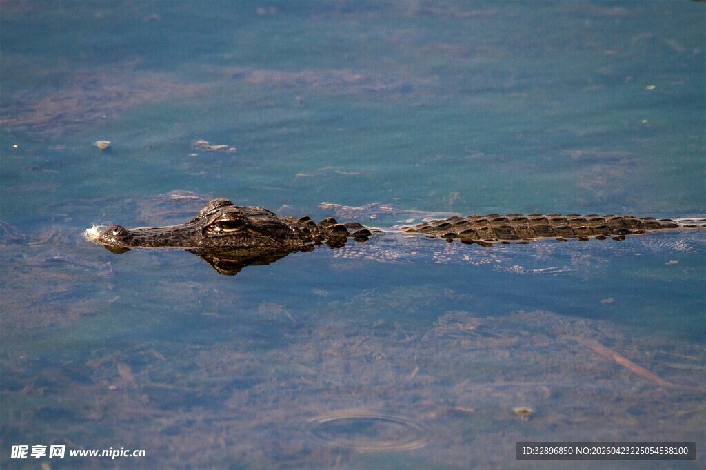 水中鳄鱼露出部分身躯