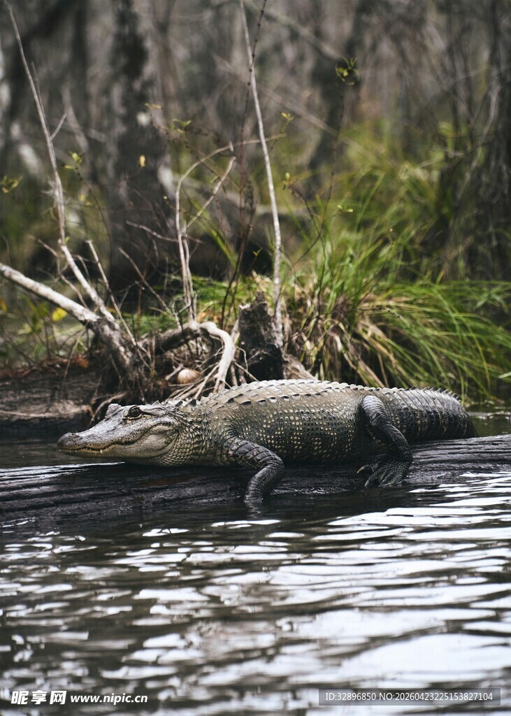 河中漂浮的枯木与绿植