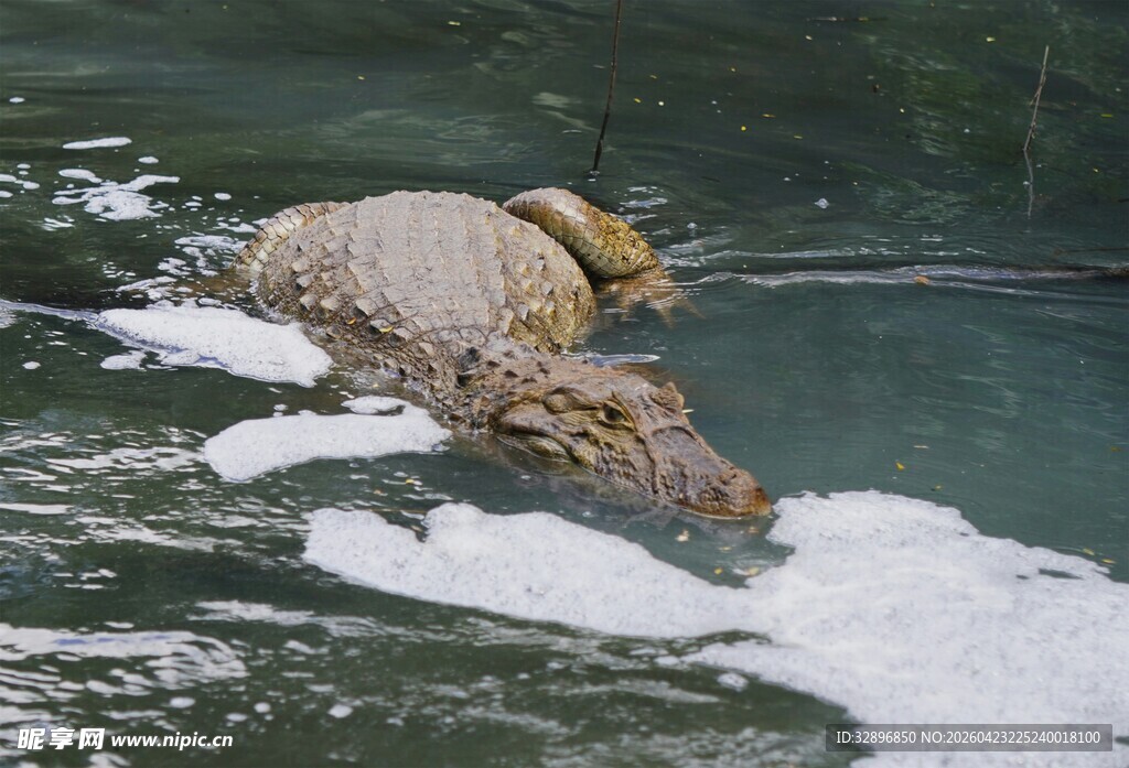 鳄鱼水中捕食场景
