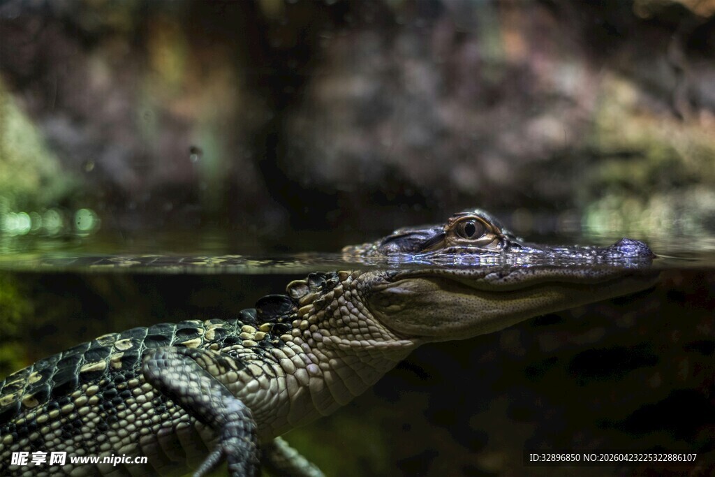 水中的鳄鱼特写