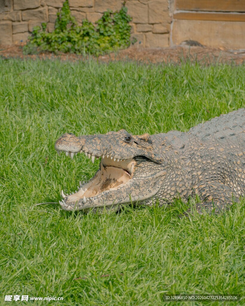 草地上张嘴的鳄鱼