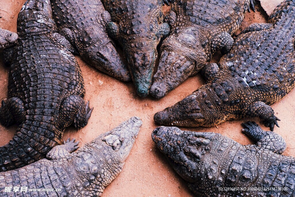 一群鳄鱼聚集在一起