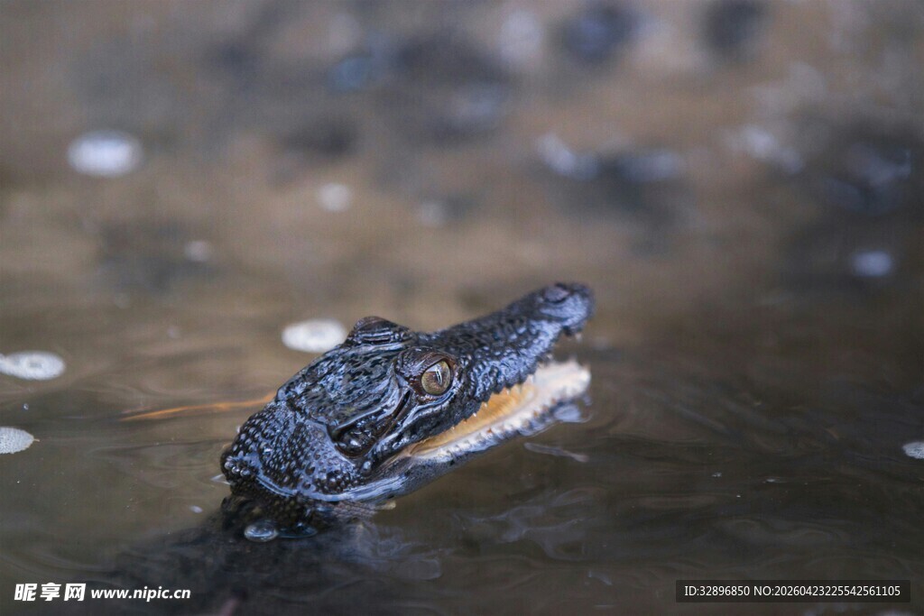 水中露头的鳄鱼