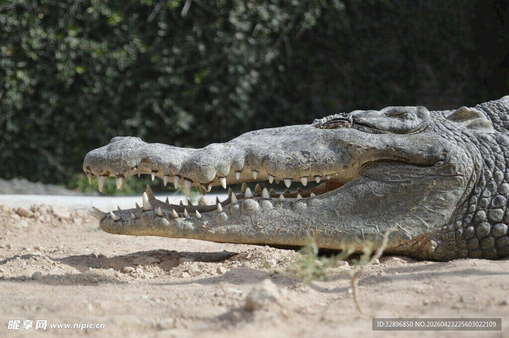 张嘴休憩的鳄鱼