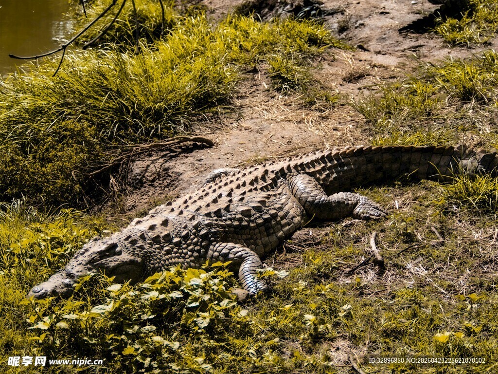 野外草丛中的大鳄鱼