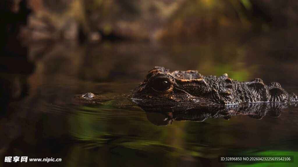水中潜伏的鳄鱼