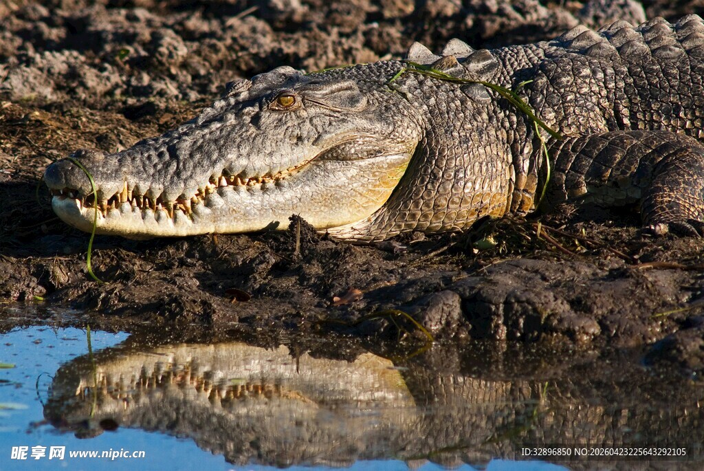 岸边鳄鱼及其水中倒影
