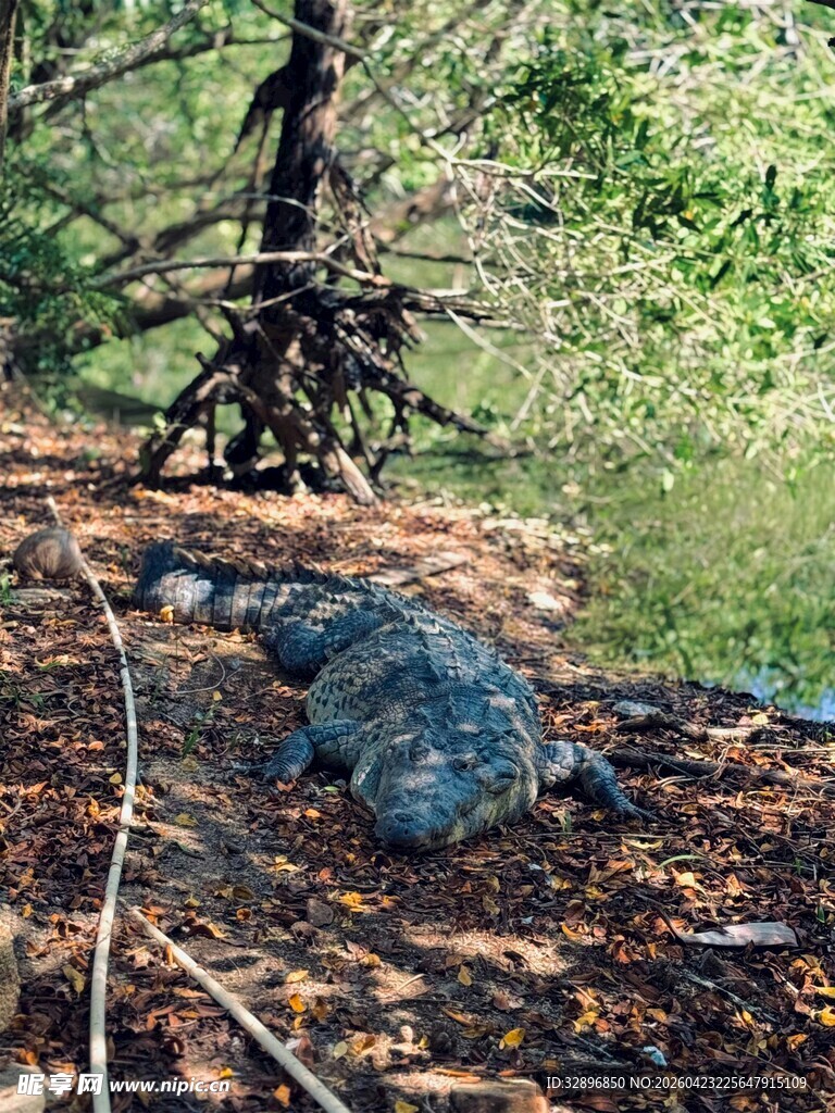 森林中休憩的鳄鱼