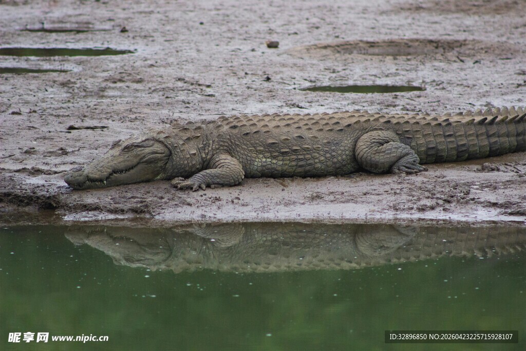 岸边休憩的鳄鱼