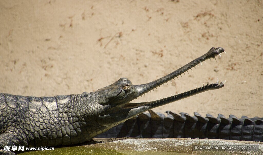 张嘴休憩的鳄鱼