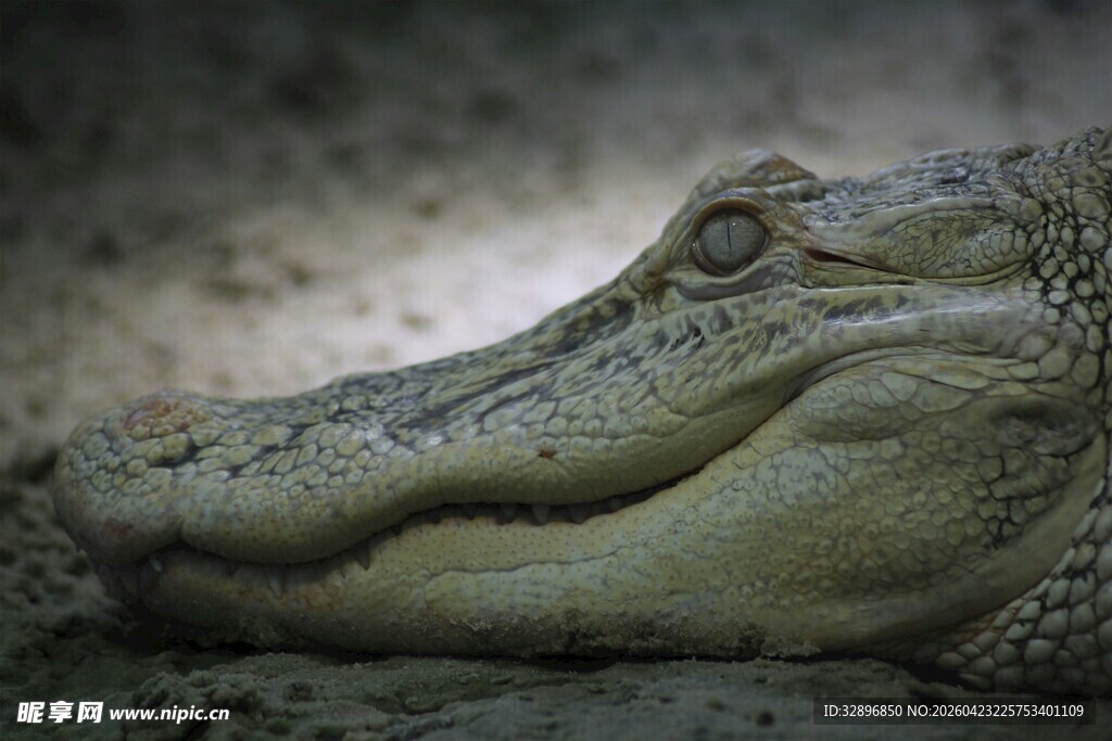 鳄鱼特写