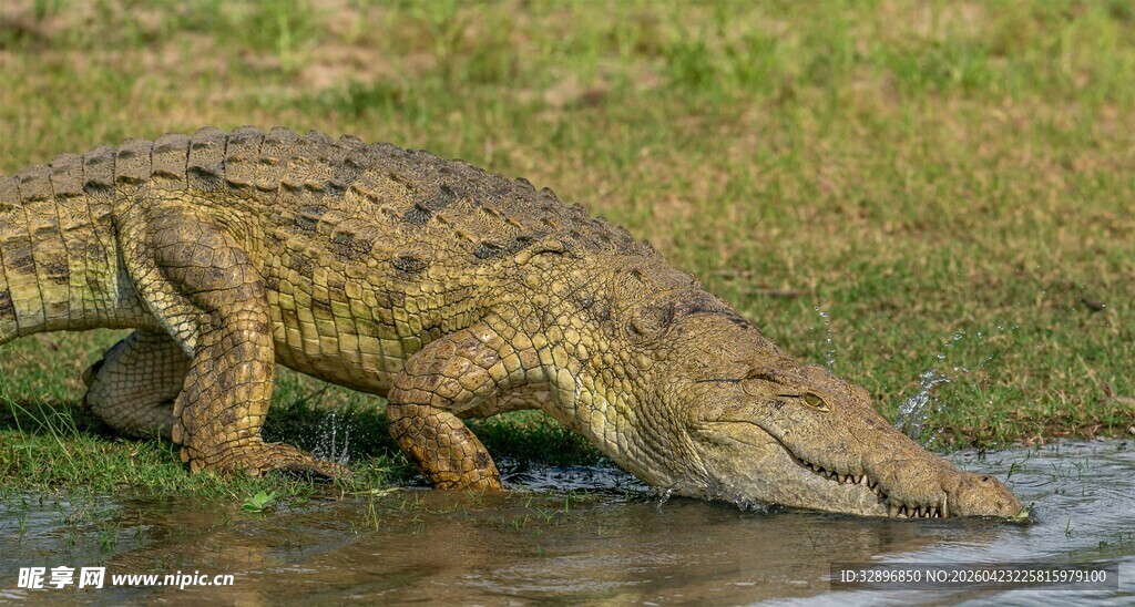 鳄鱼于水边低头饮水