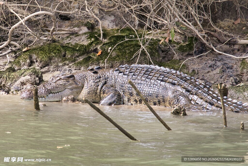 河中鳄鱼藏身枯木旁