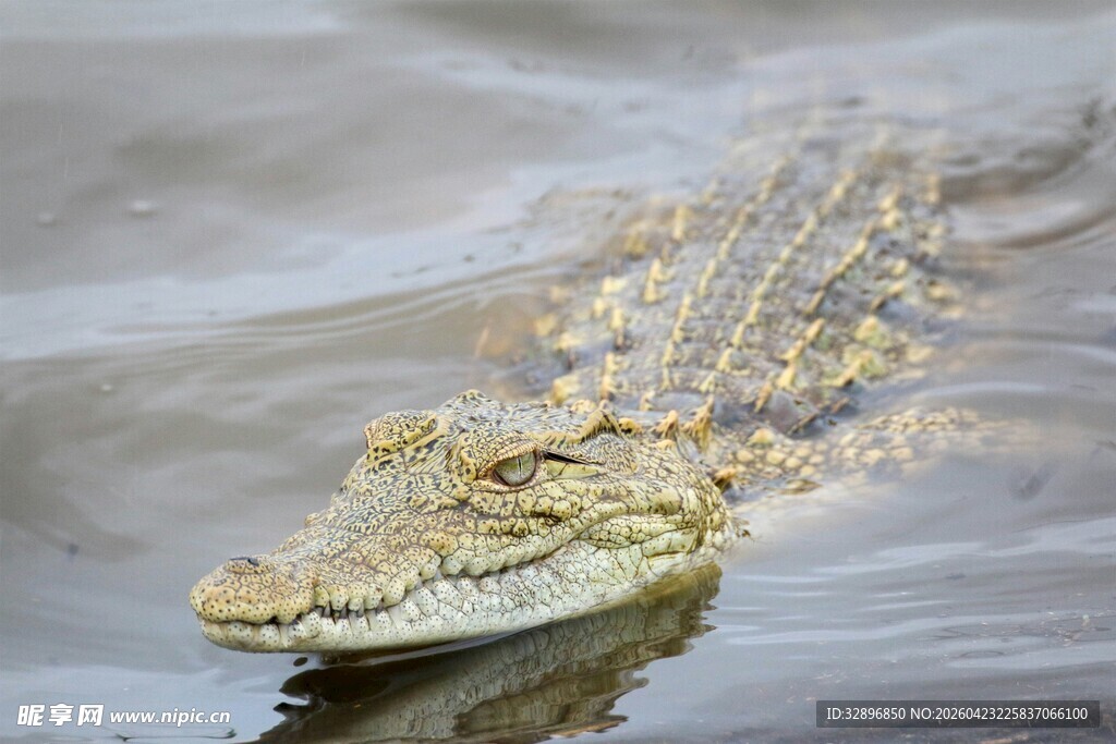水中鳄鱼特写