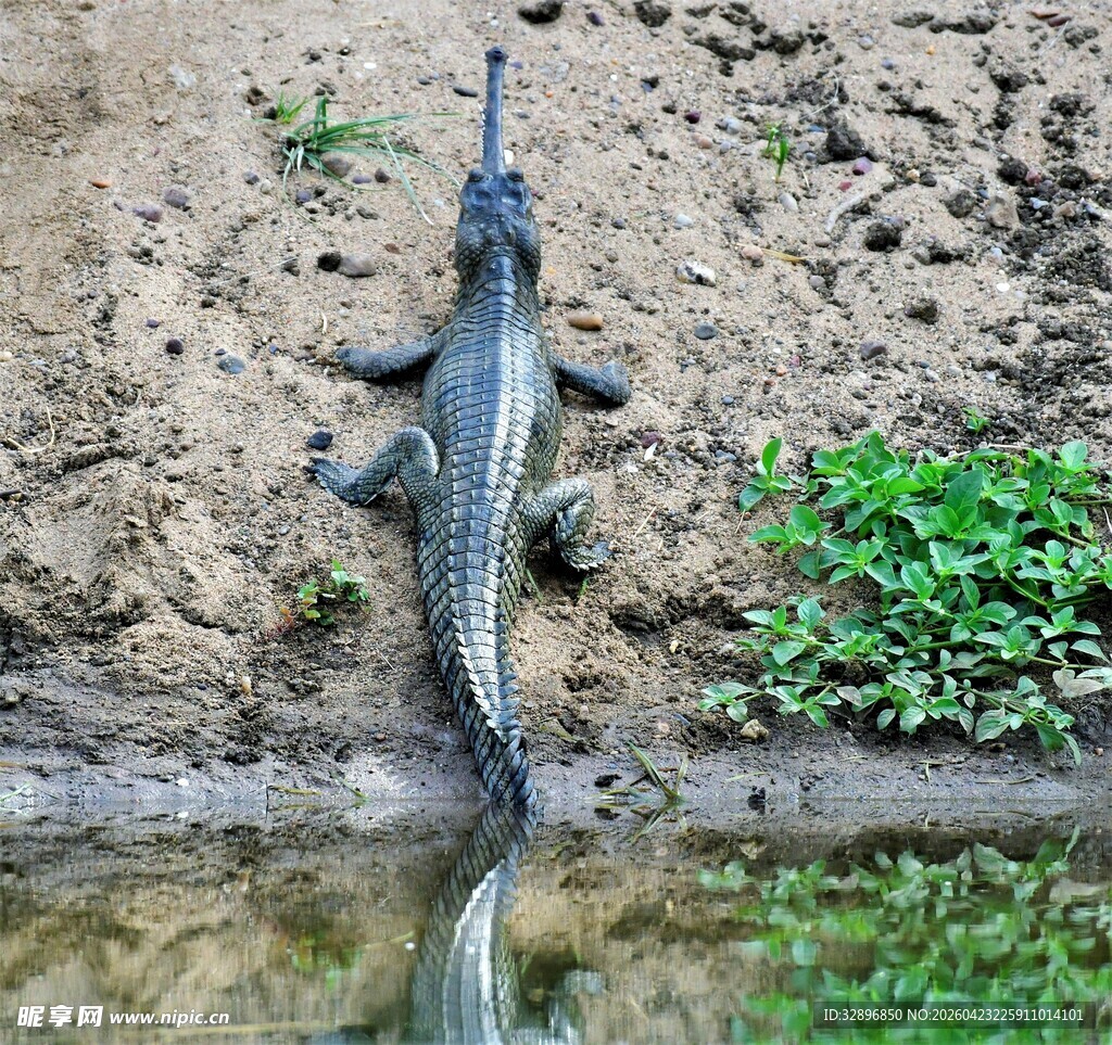 岸边的鳄鱼及其水中倒影