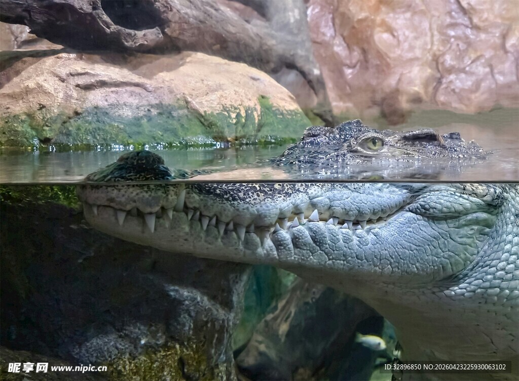水中的鳄鱼