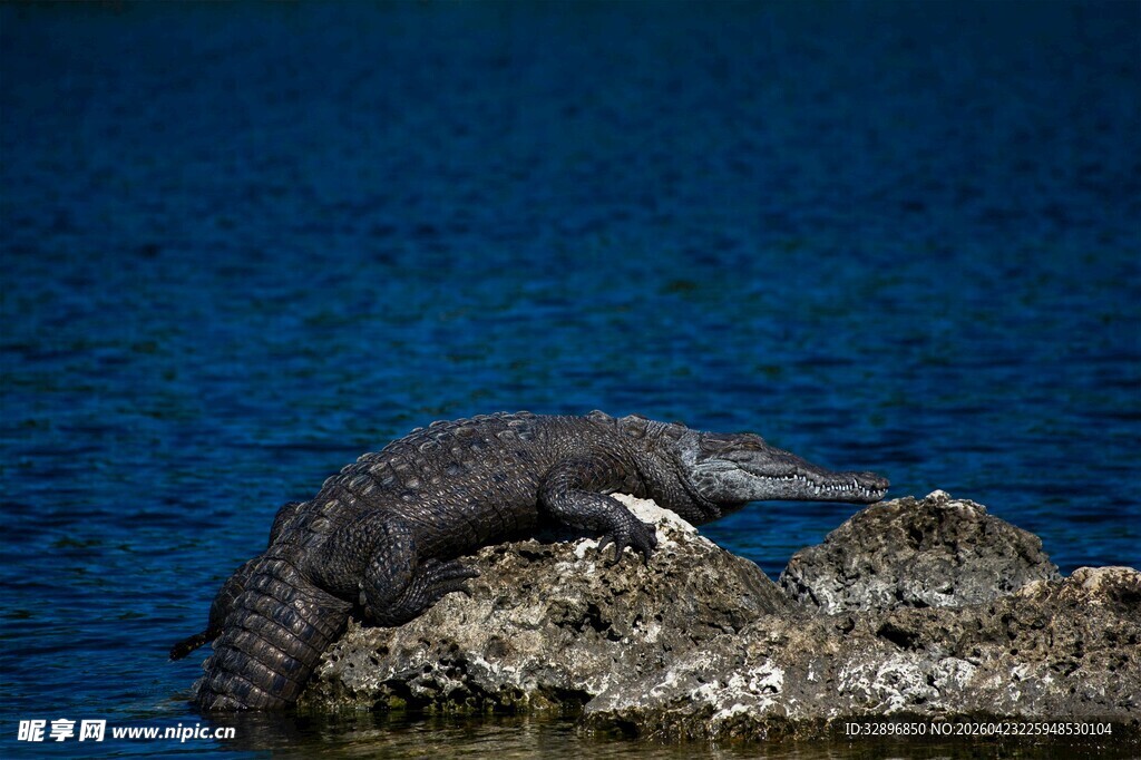 岩石上的鳄鱼