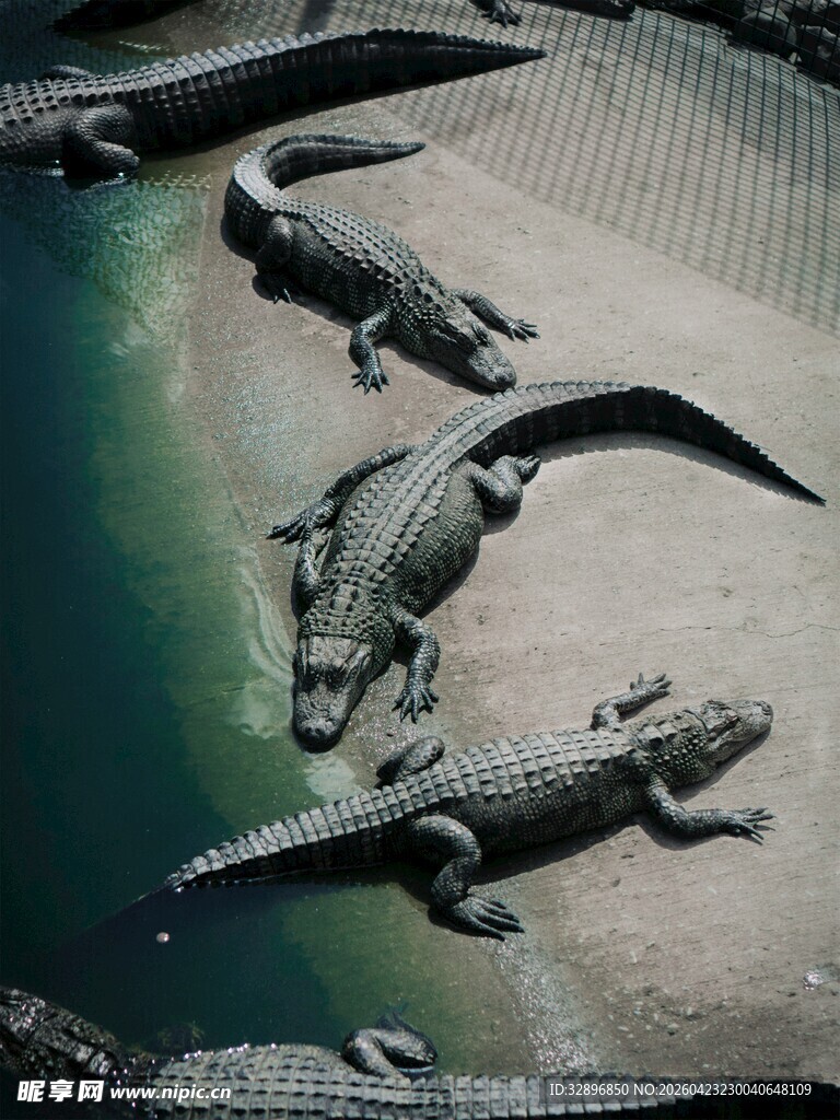 池边成群鳄鱼休憩