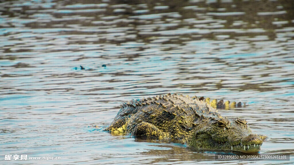 水中的鳄鱼