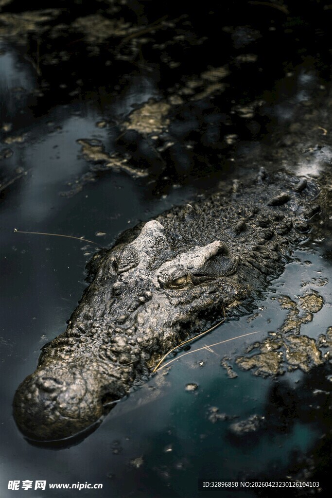 水中鳄鱼头部特写