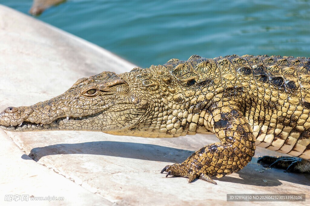 岸边的鳄鱼