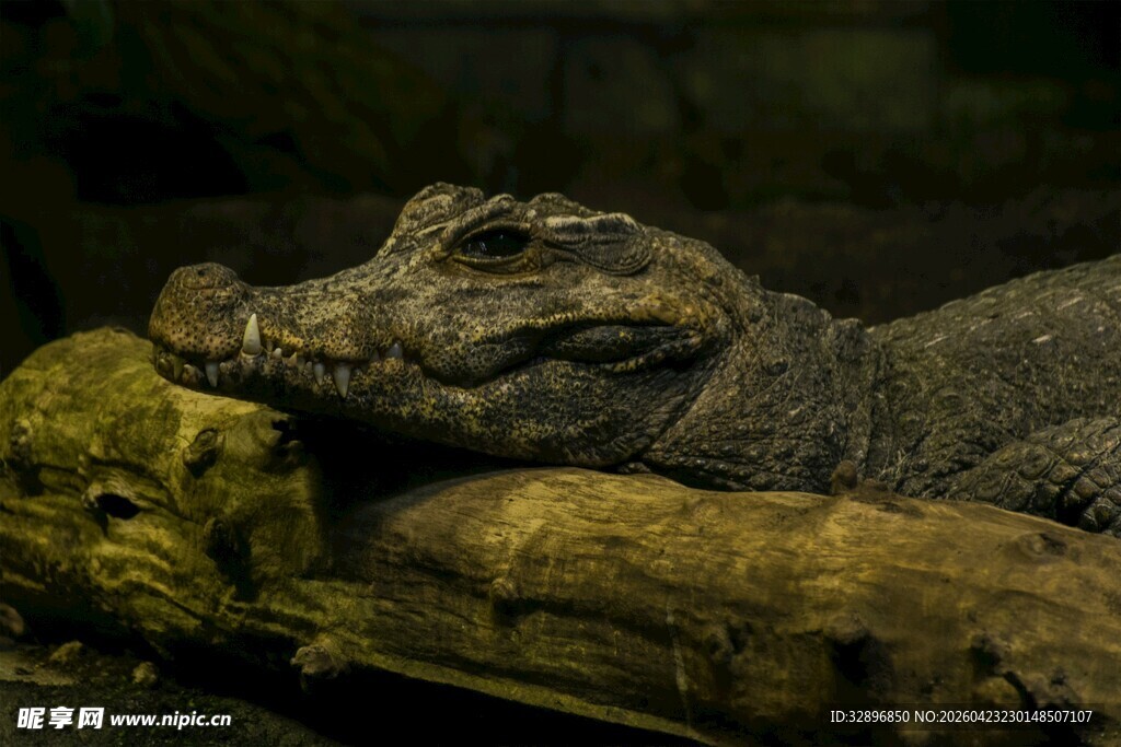 鳄鱼趴卧在木头上