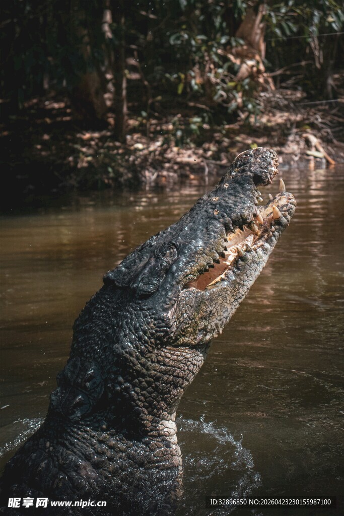 水中鳄鱼张嘴展示凶猛模样
