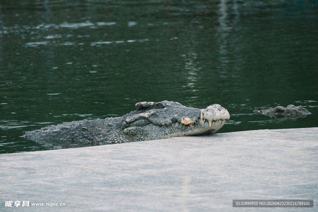 水中鳄鱼露出头部