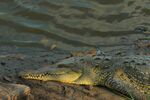 岸边休憩的鳄鱼