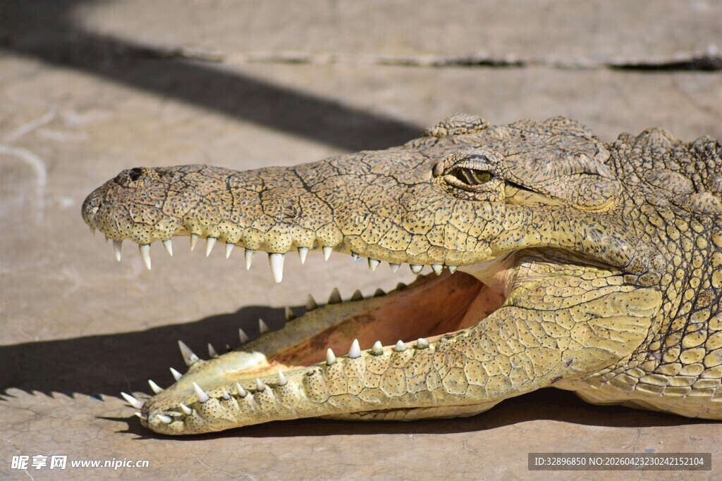 张嘴露齿的凶猛鳄鱼