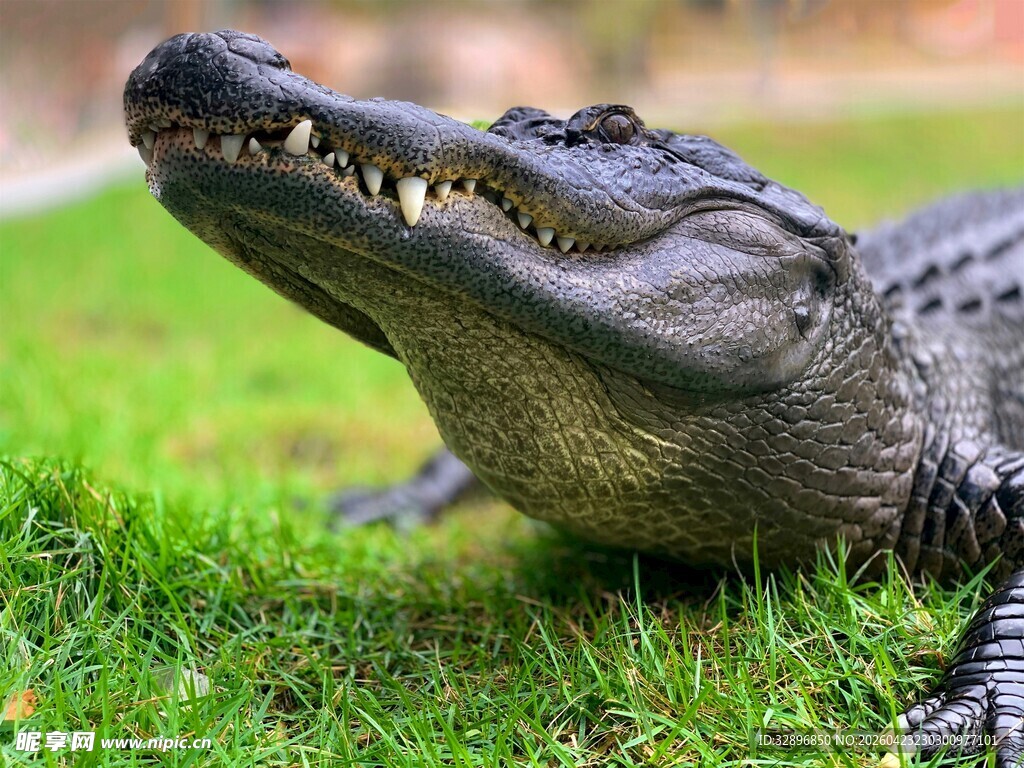 草地上的张嘴鳄鱼