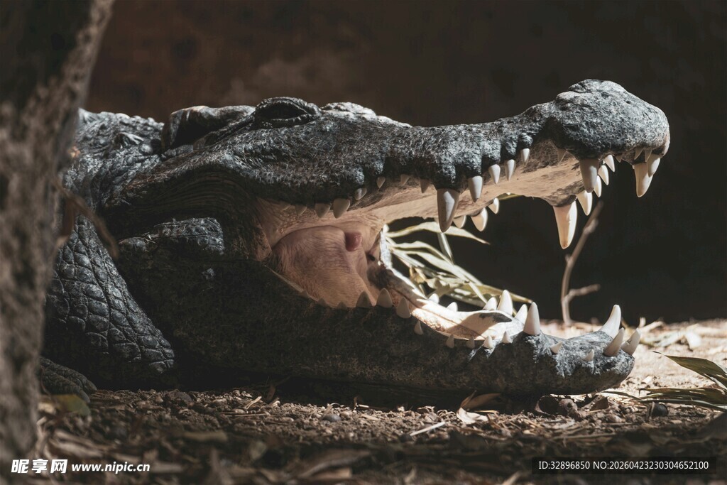 凶猛鳄鱼大张巨口