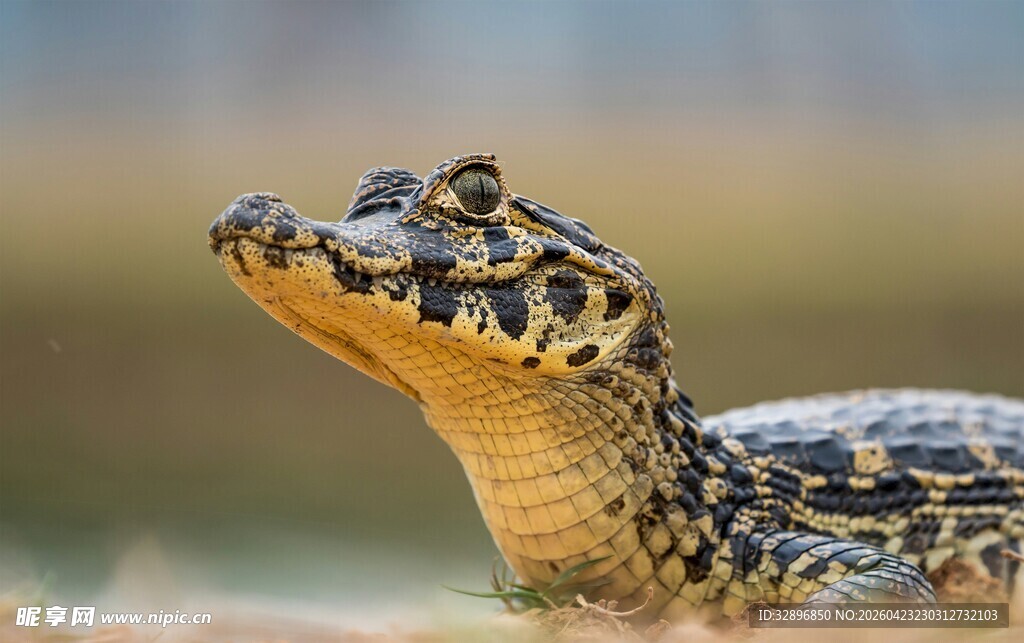 鳄鱼特写独特斑纹与神态