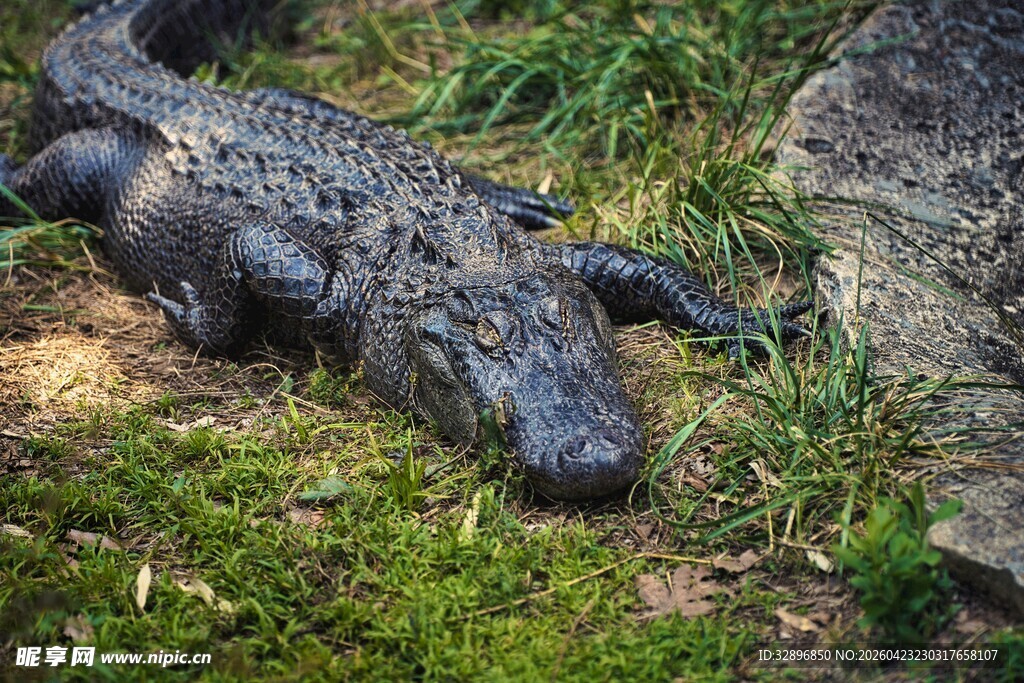 草地上休憩的鳄鱼