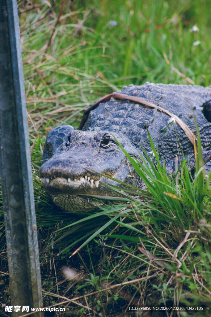 草丛中的鳄鱼