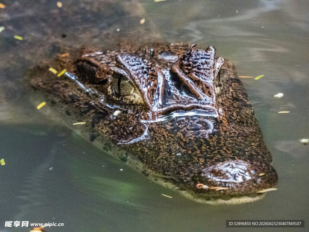 水中鳄鱼露出头部