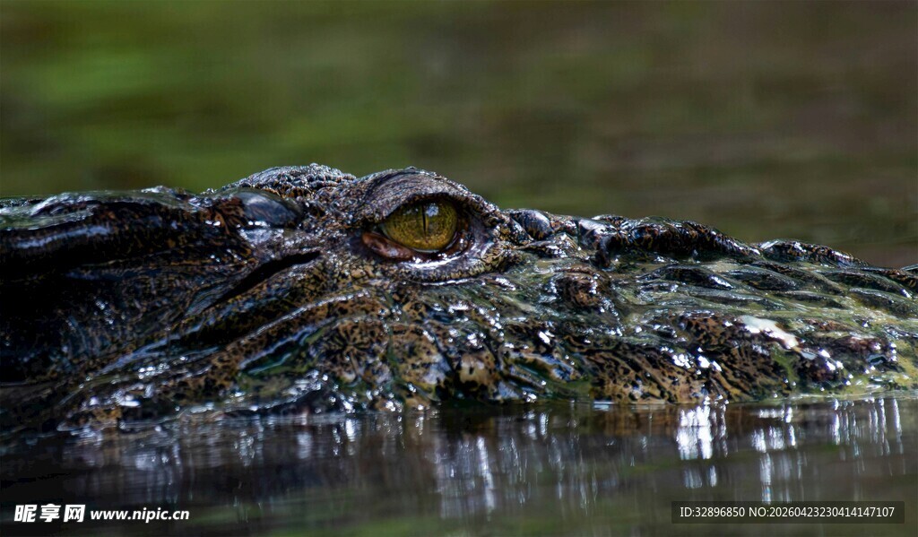 水中鳄鱼特写