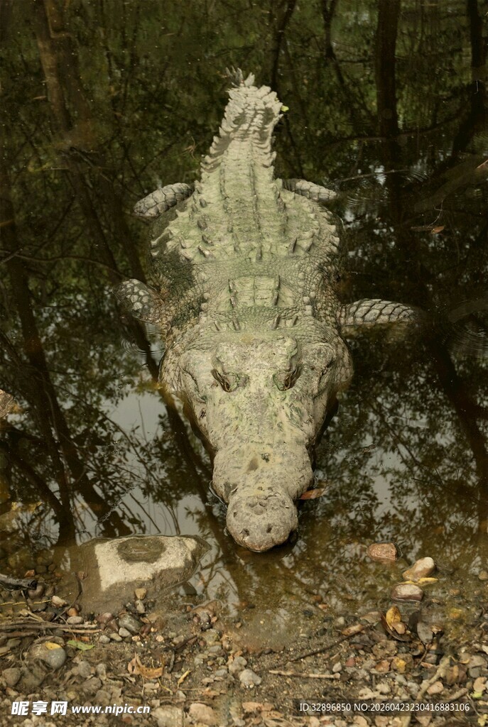 水中的鳄鱼头