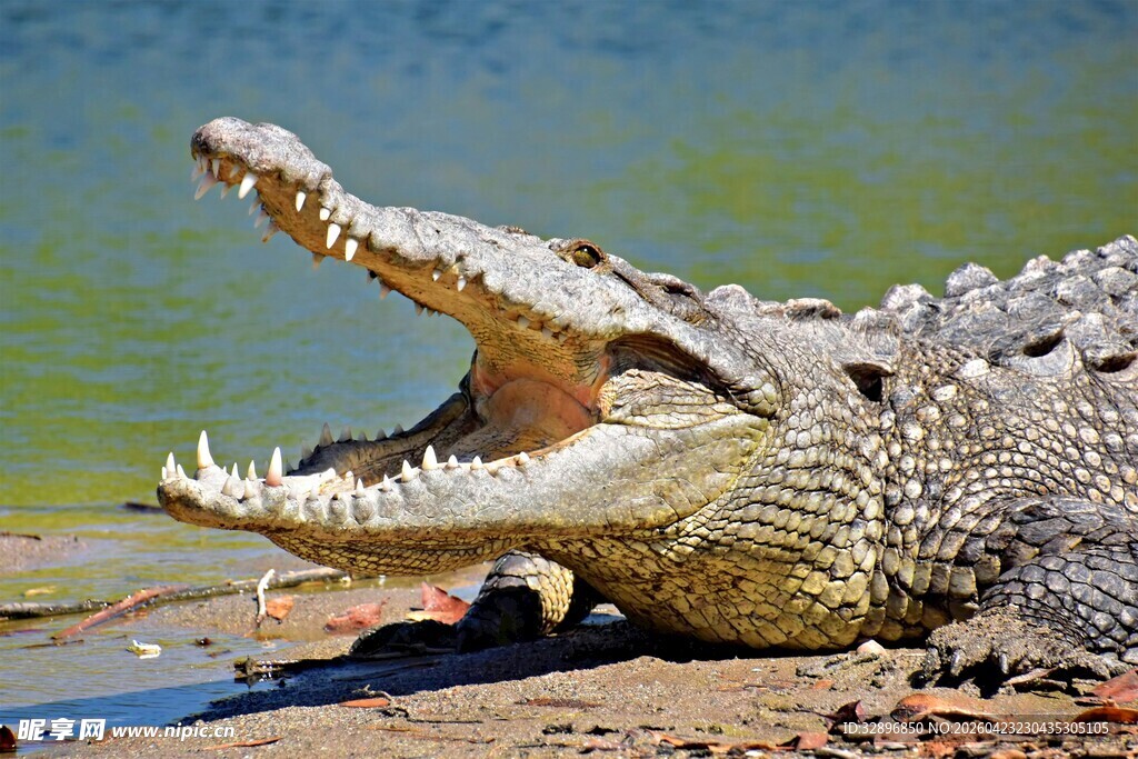 张嘴的凶猛鳄鱼