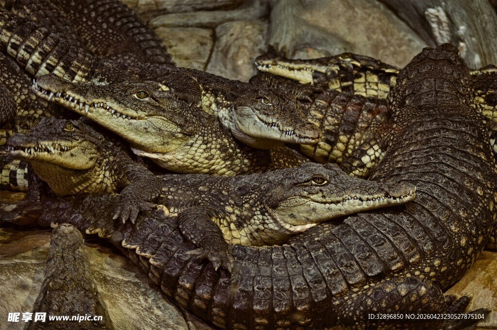 一群鳄鱼挤在一起