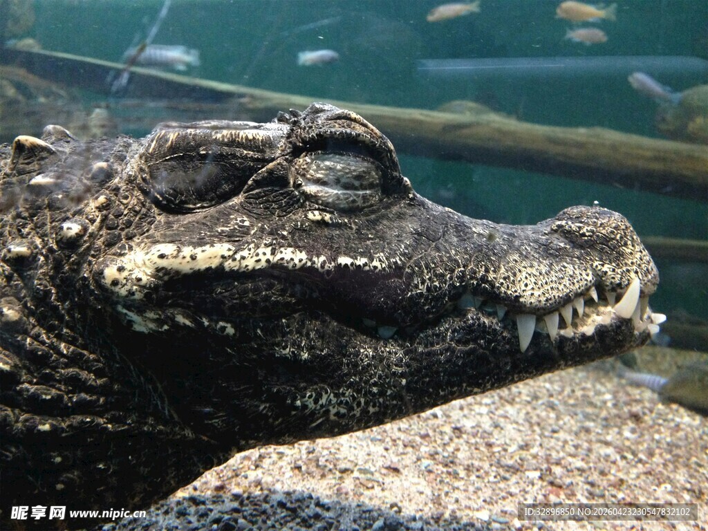 石上休憩的鳄鱼