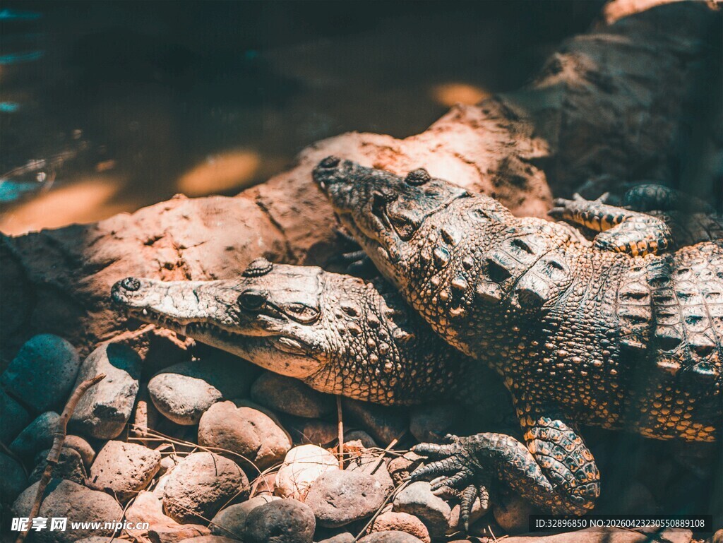 石堆上的鳄鱼
