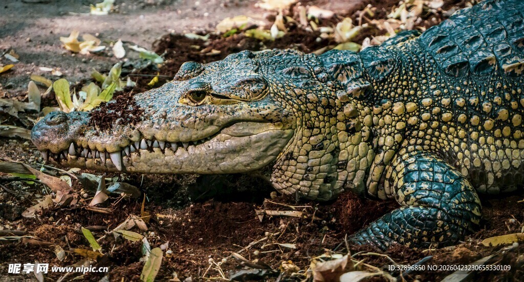 水中鳄鱼尽显野性魅力