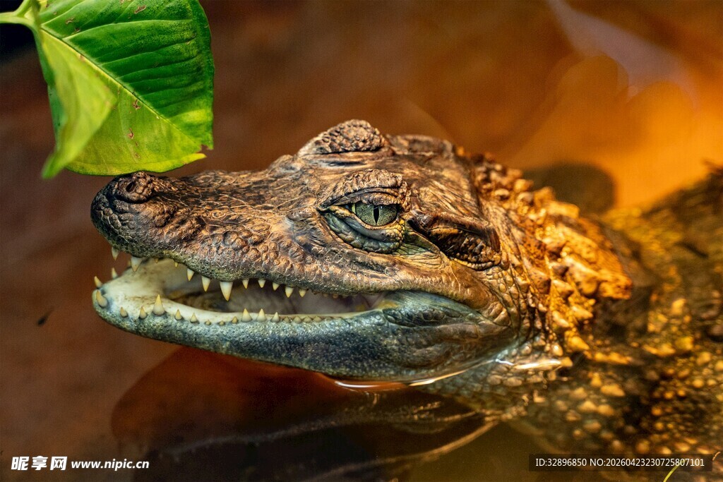 水中鳄鱼特写