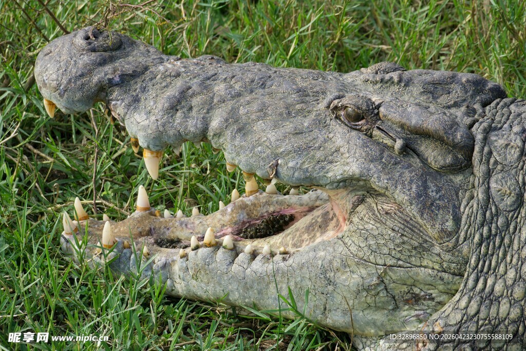 张嘴的鳄鱼