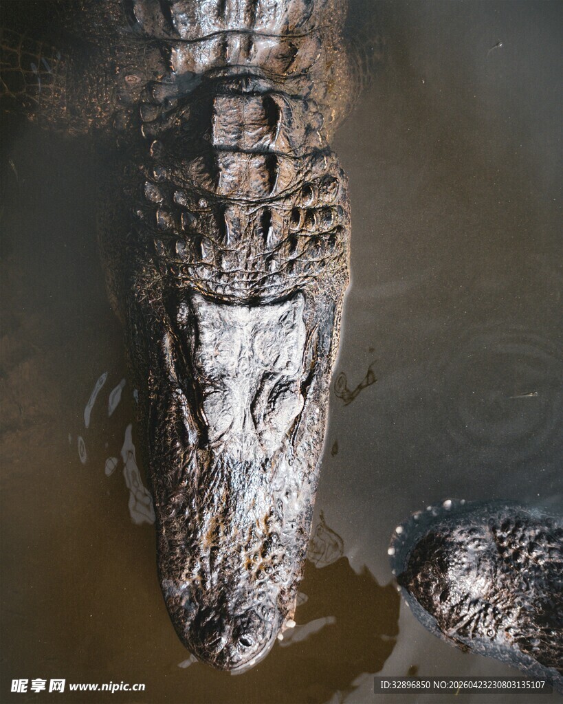 水中鳄鱼露出头部